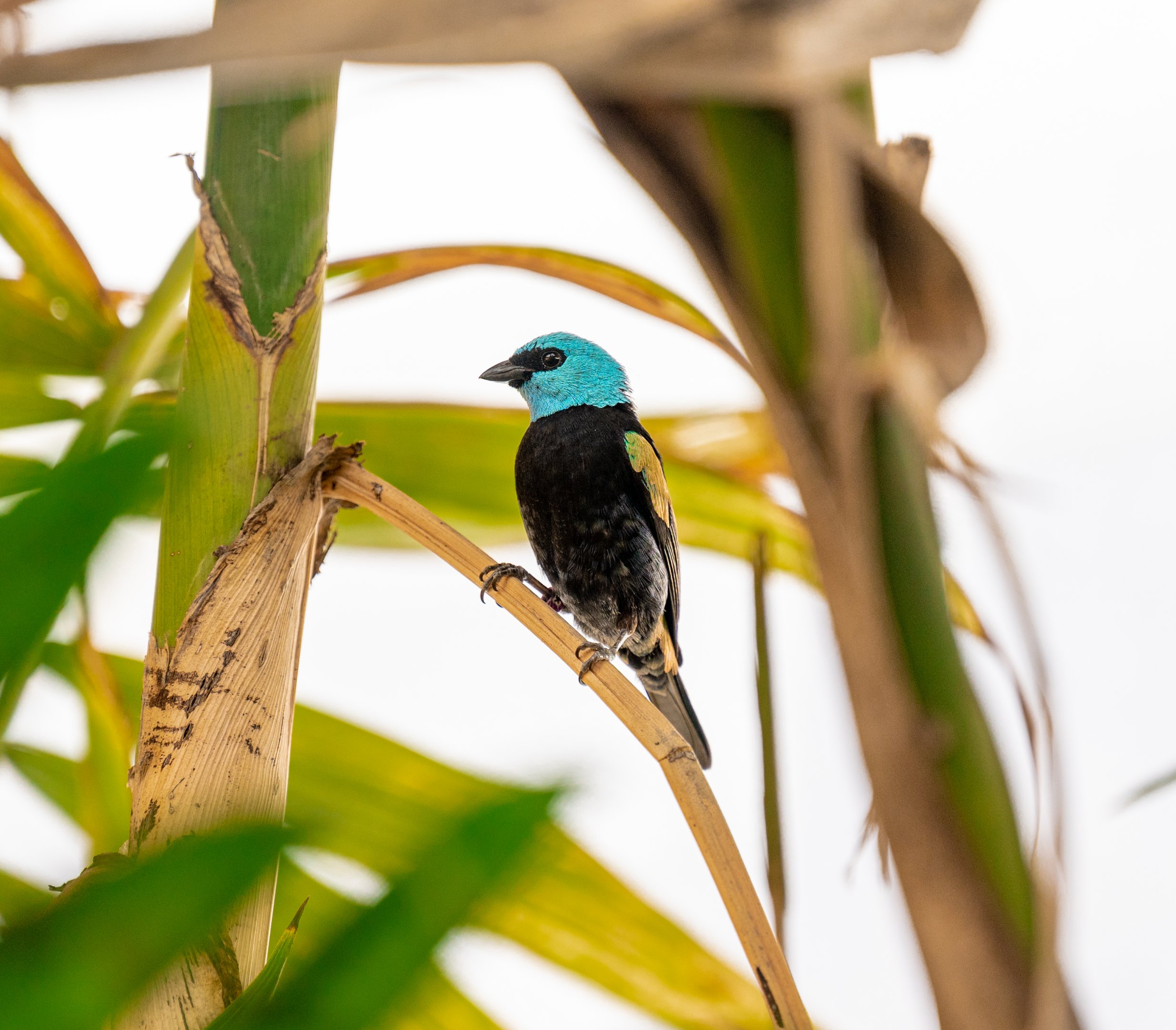 Black Necked Tanager