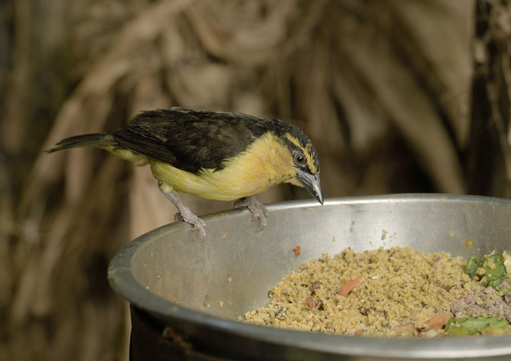 Black-necked weaver female