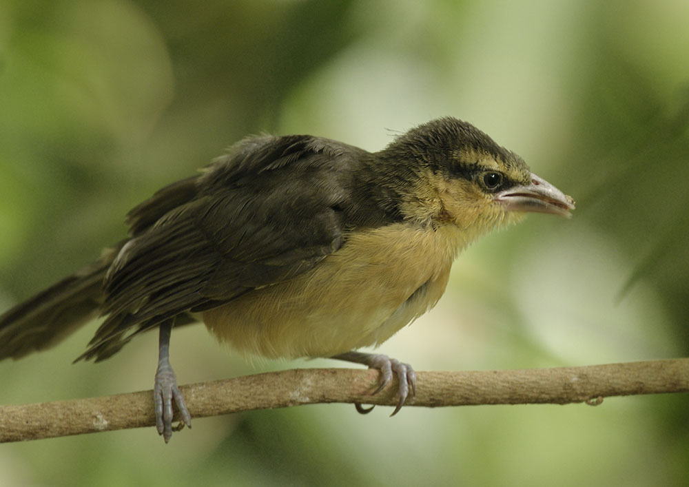 Black-necked weaver fledgling