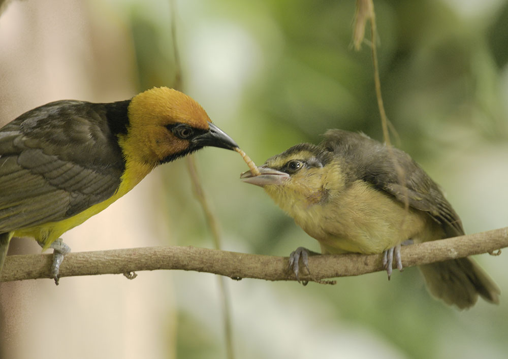 Black-necked weaver male feeding chick