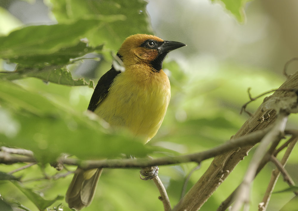 Black-necked weaver male