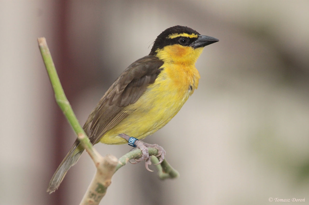 Black-necked Weaver (Ploceus nigricollis) female