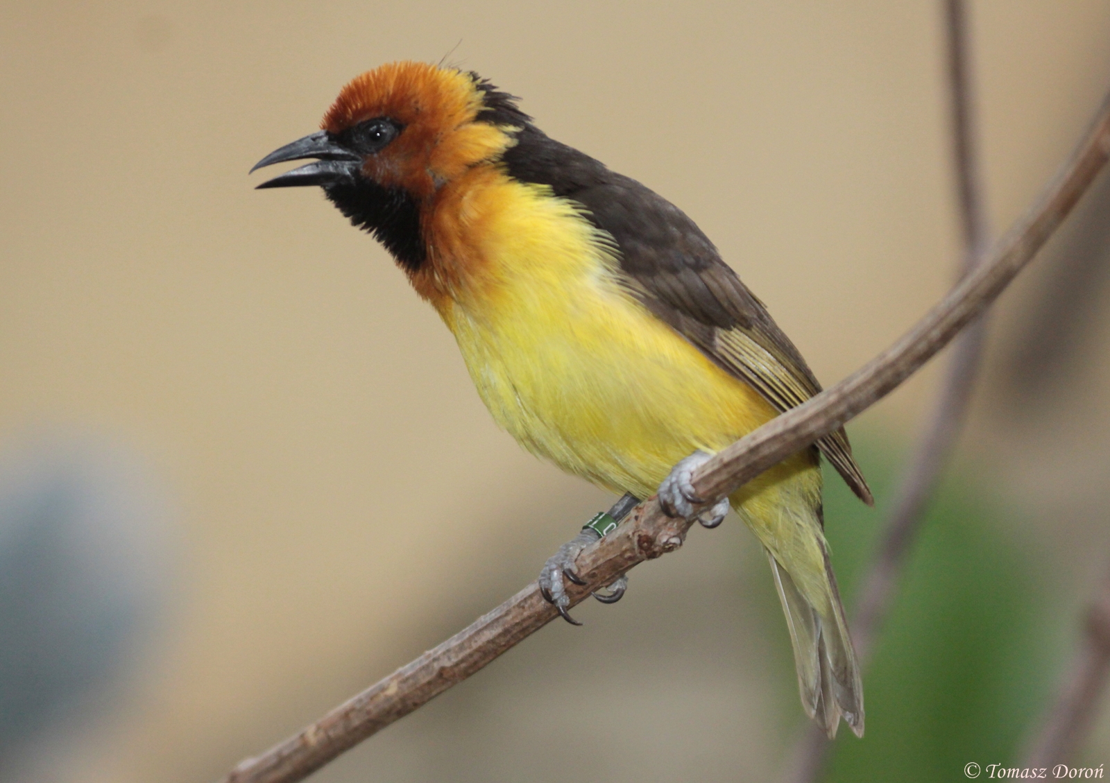 Black-necked Weaver (Ploceus nigricollis) male