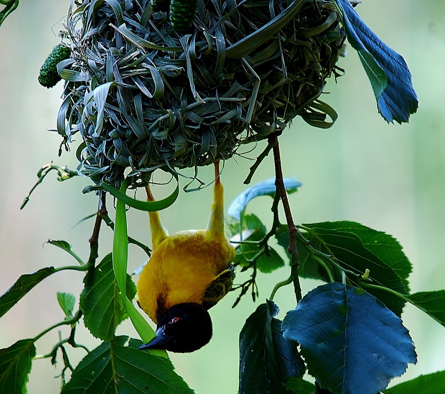 Black Necked weaver