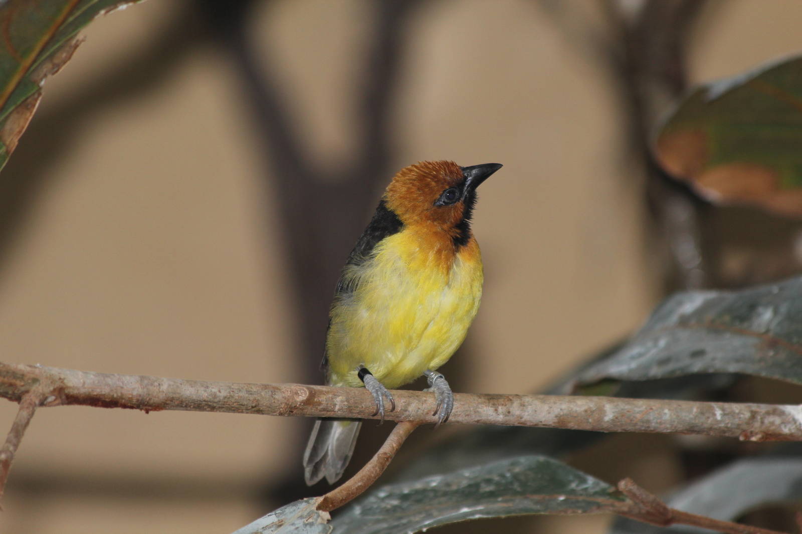Black-necked Weaver