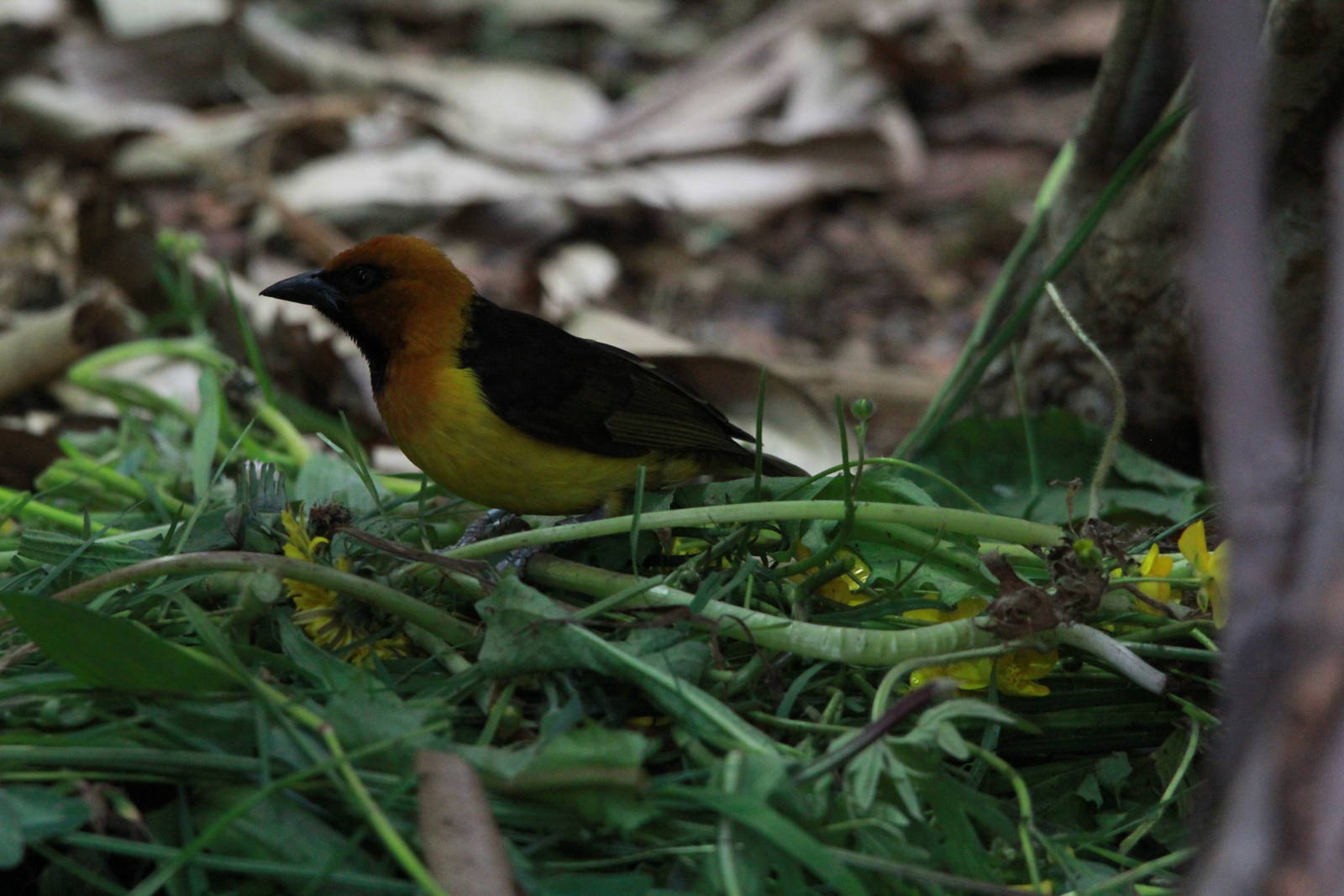 Black-necked Weaver