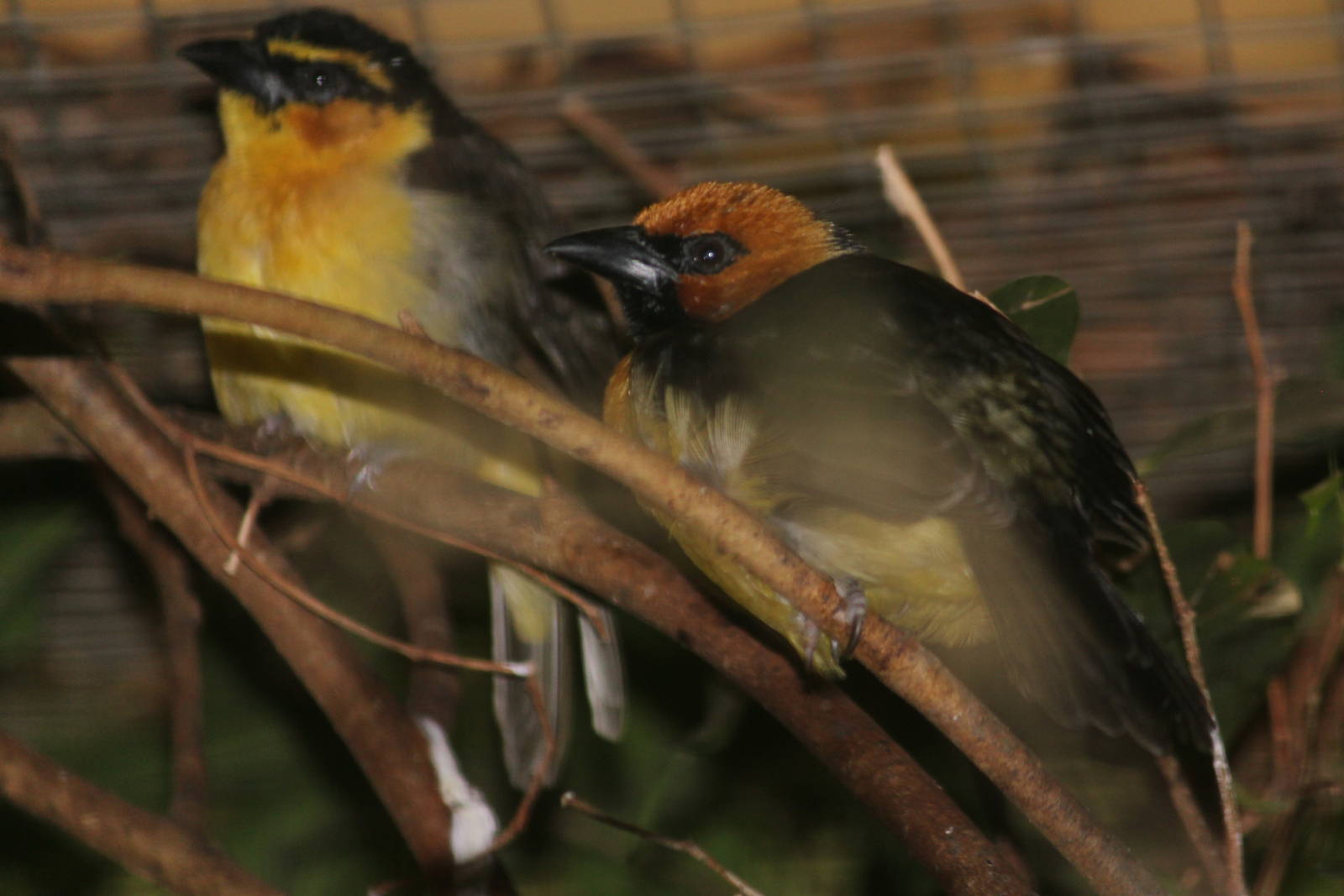 Black-necked weaver