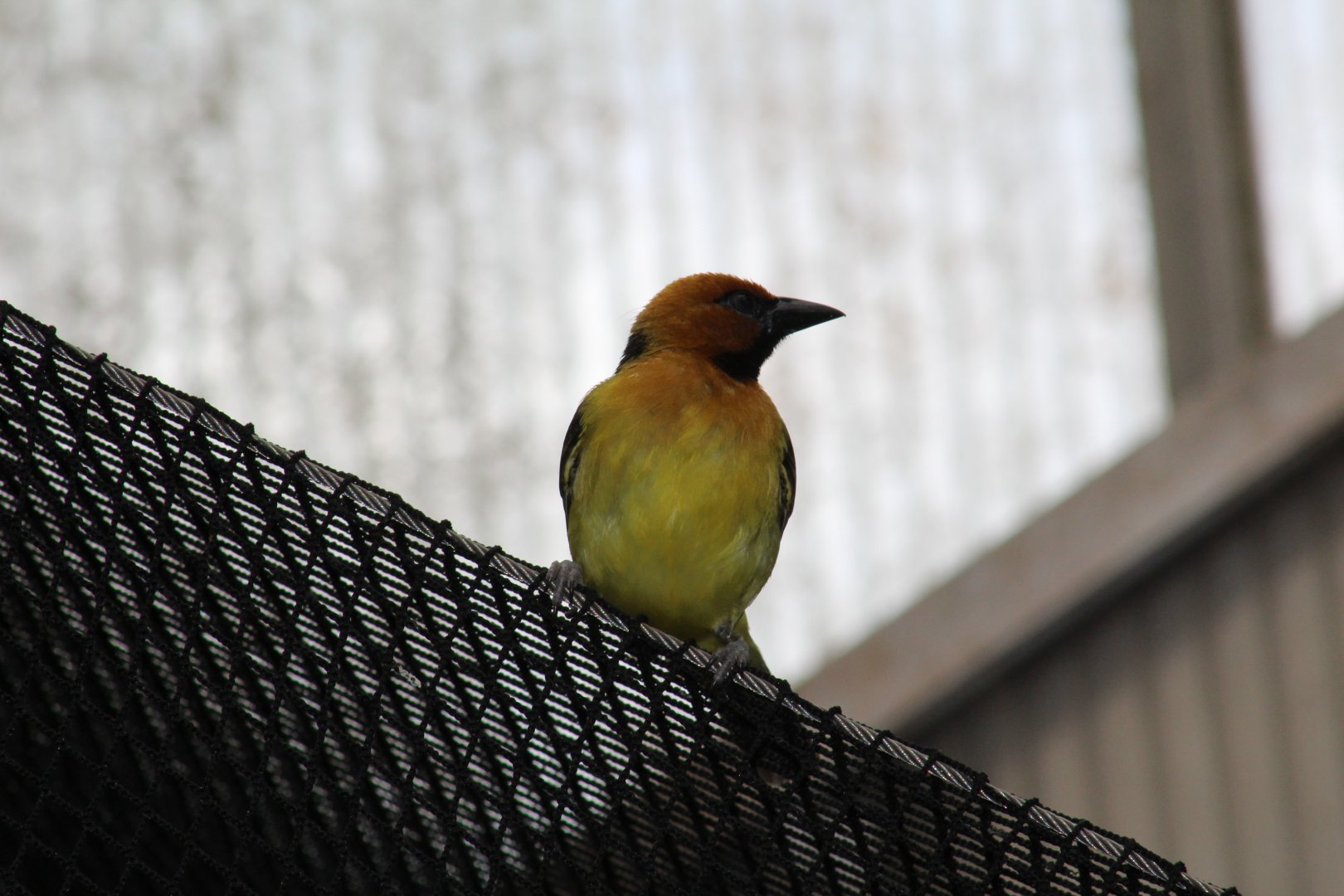 Black-Necked Weaver