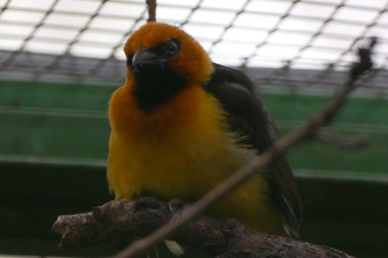 Black-necked weaver