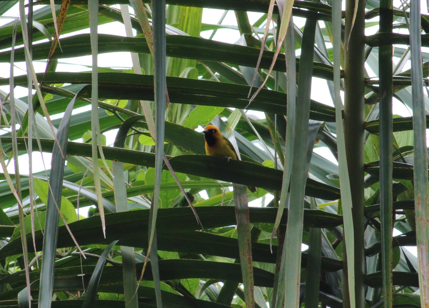 Black-necked weaver