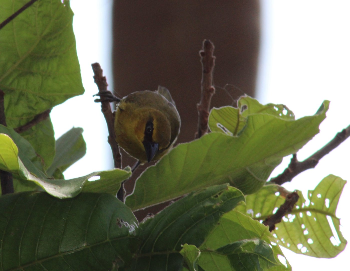 Black-necked weaver