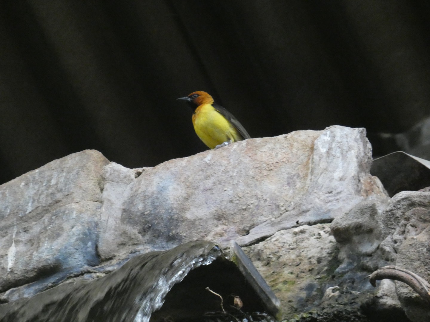 Black-necked weaver