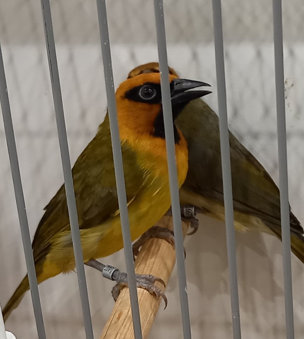 Black-necked weavers