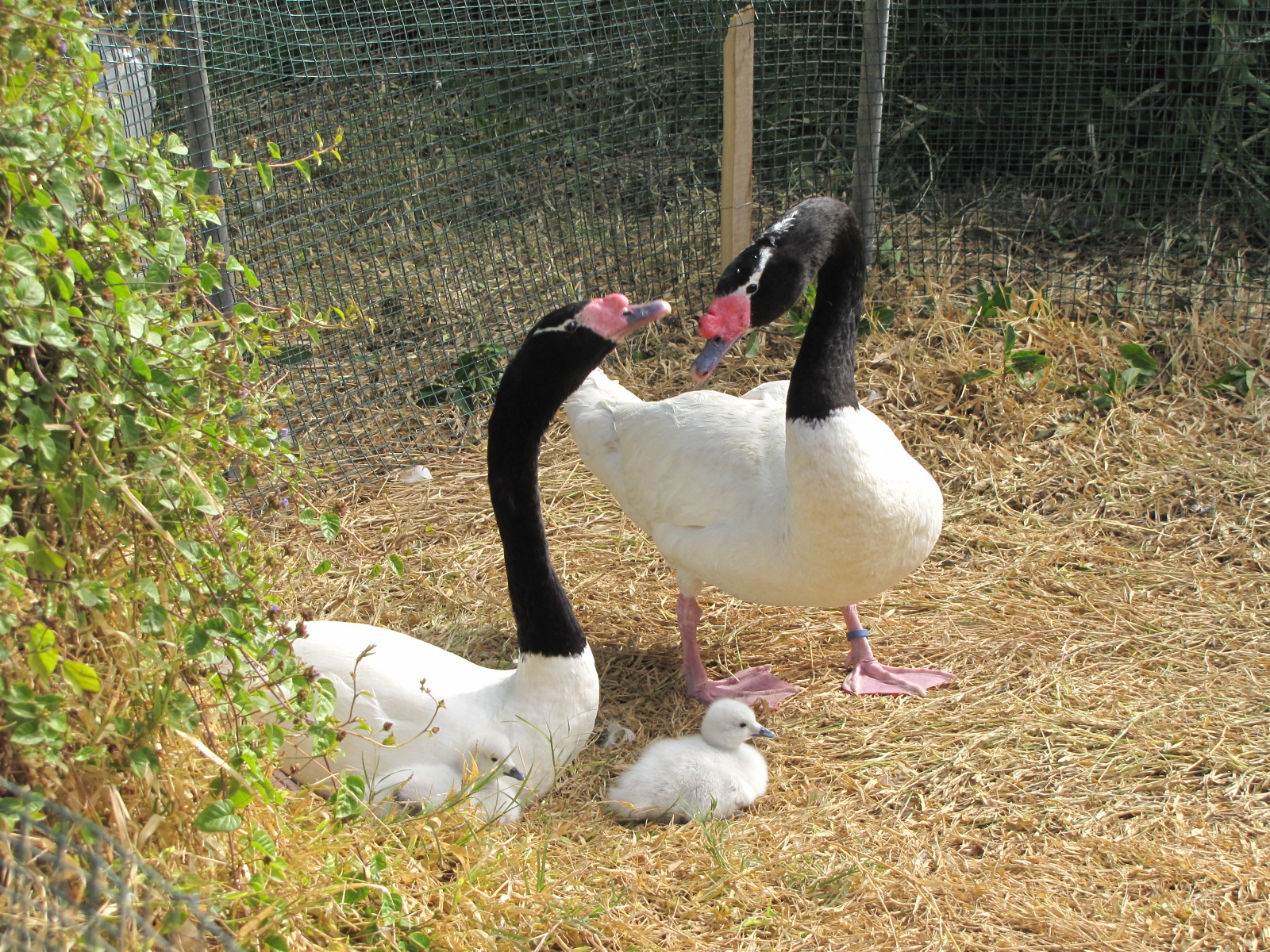 Black Neeked swan Family