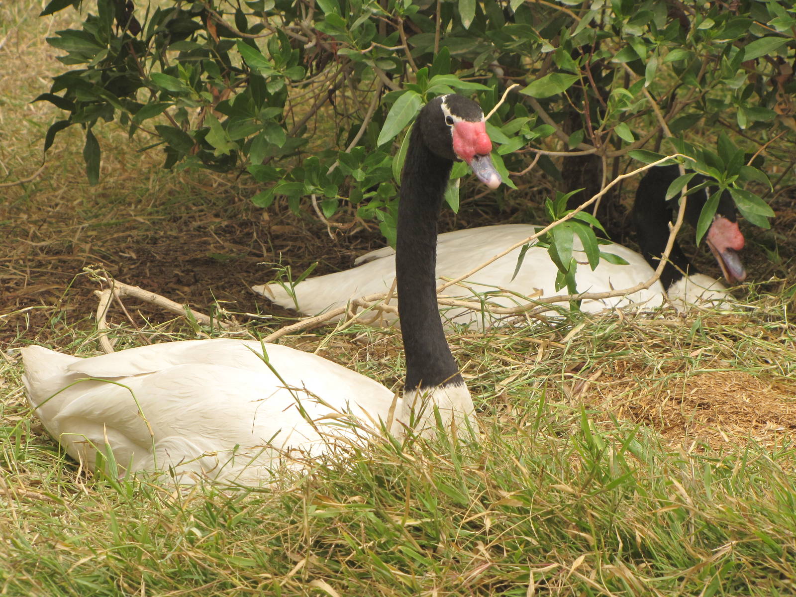 black-neeked swan