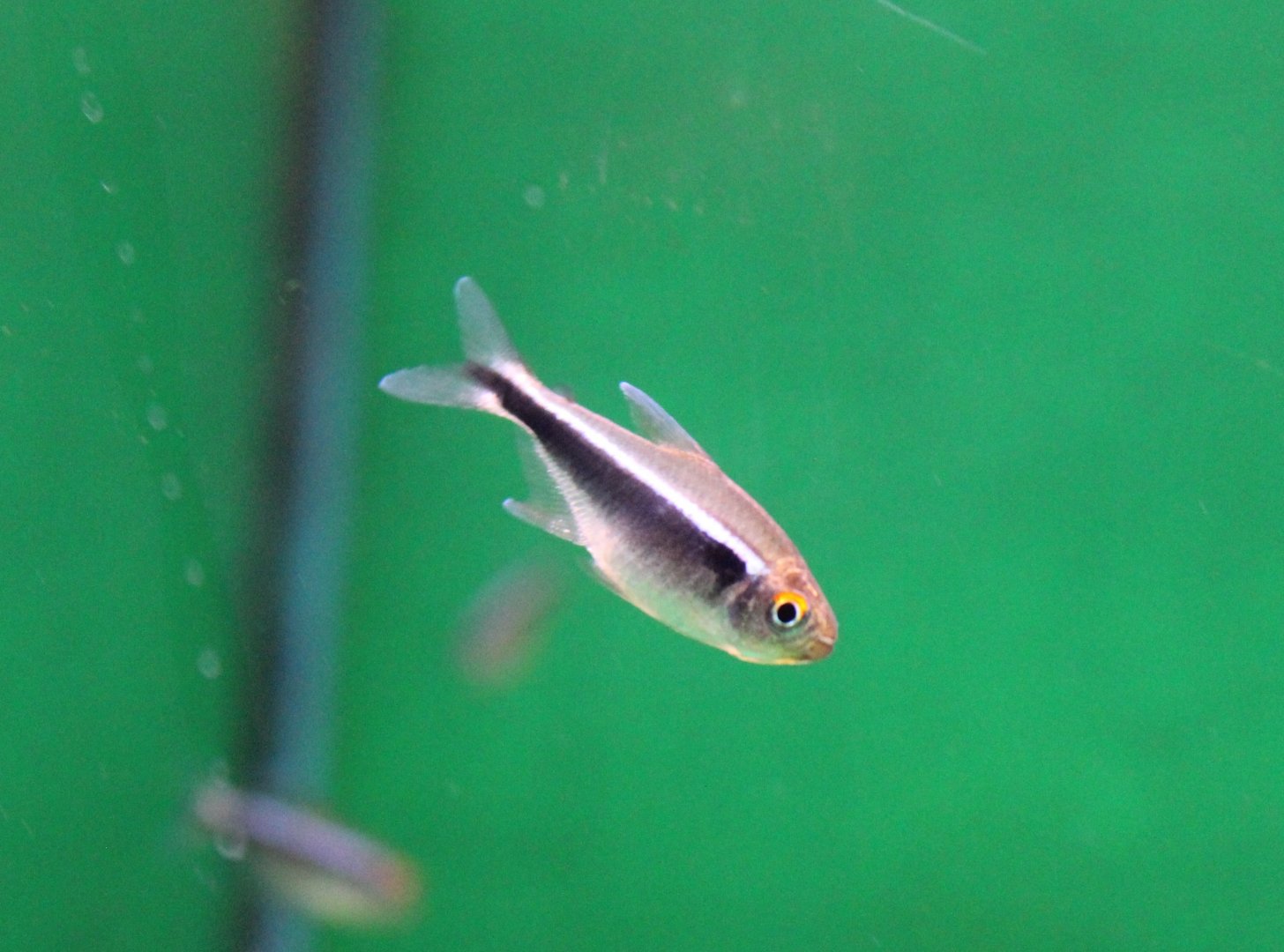 Black neon tetra - Hyphessobrycon herbertaxelrodi