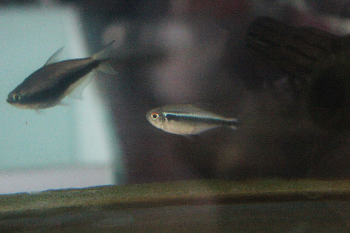 Black neon tetra (Hyphessobrycon herbertaxelrodi)