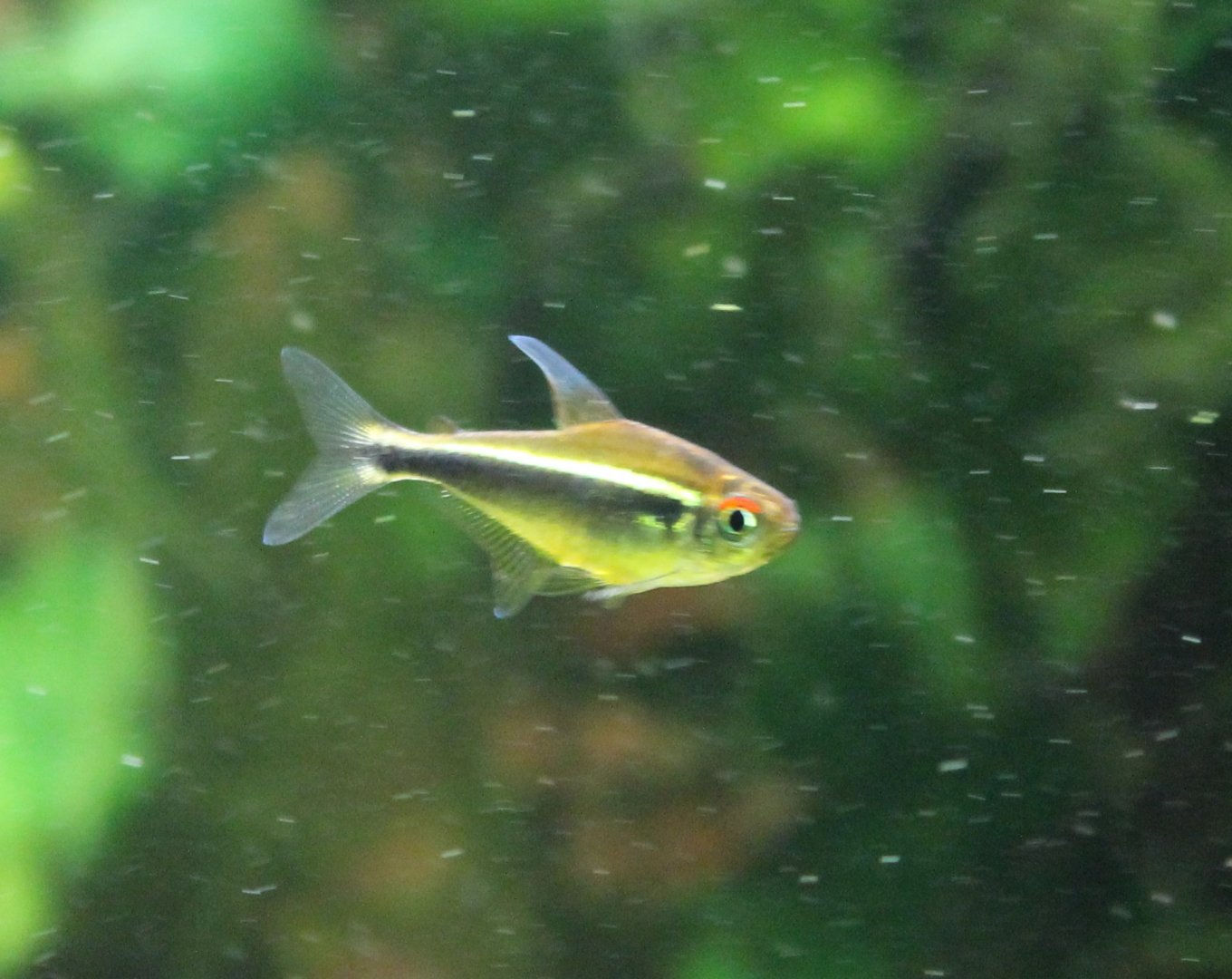 Black Neon Tetra