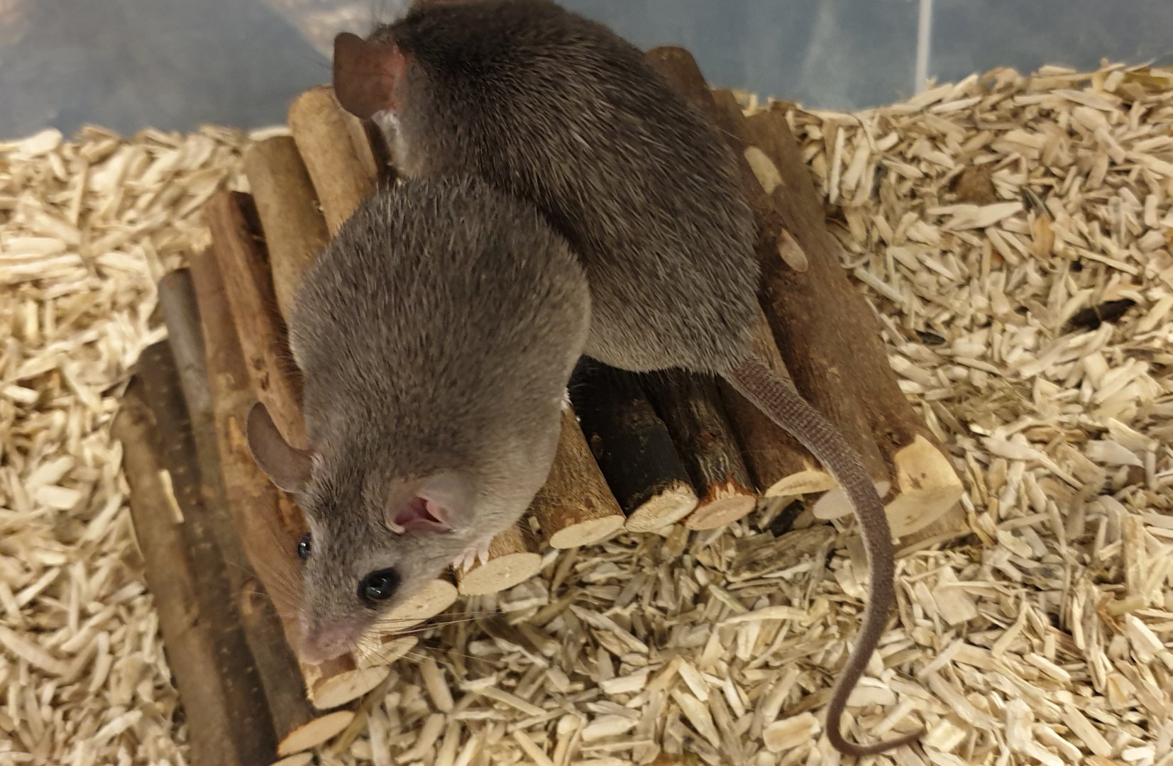Black Nile spiny mice - Acomys cahirinus cahirinus