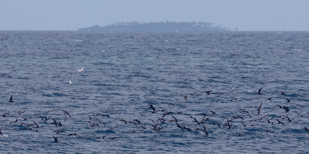Black Noddies and terns feeding, Ugar Island in background.