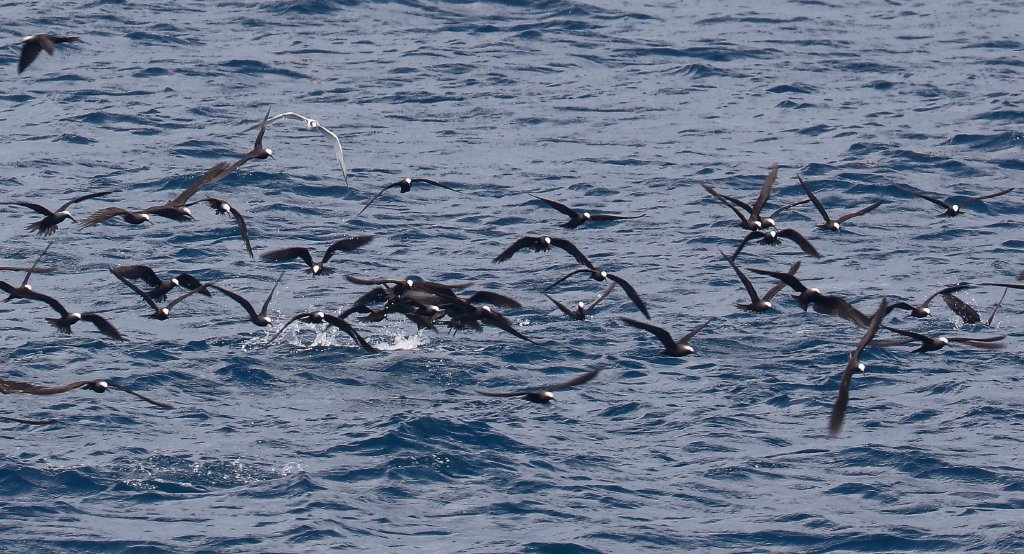 Black Noddies feeding