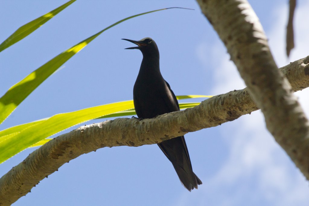 Black Noddy (Anous minutus)