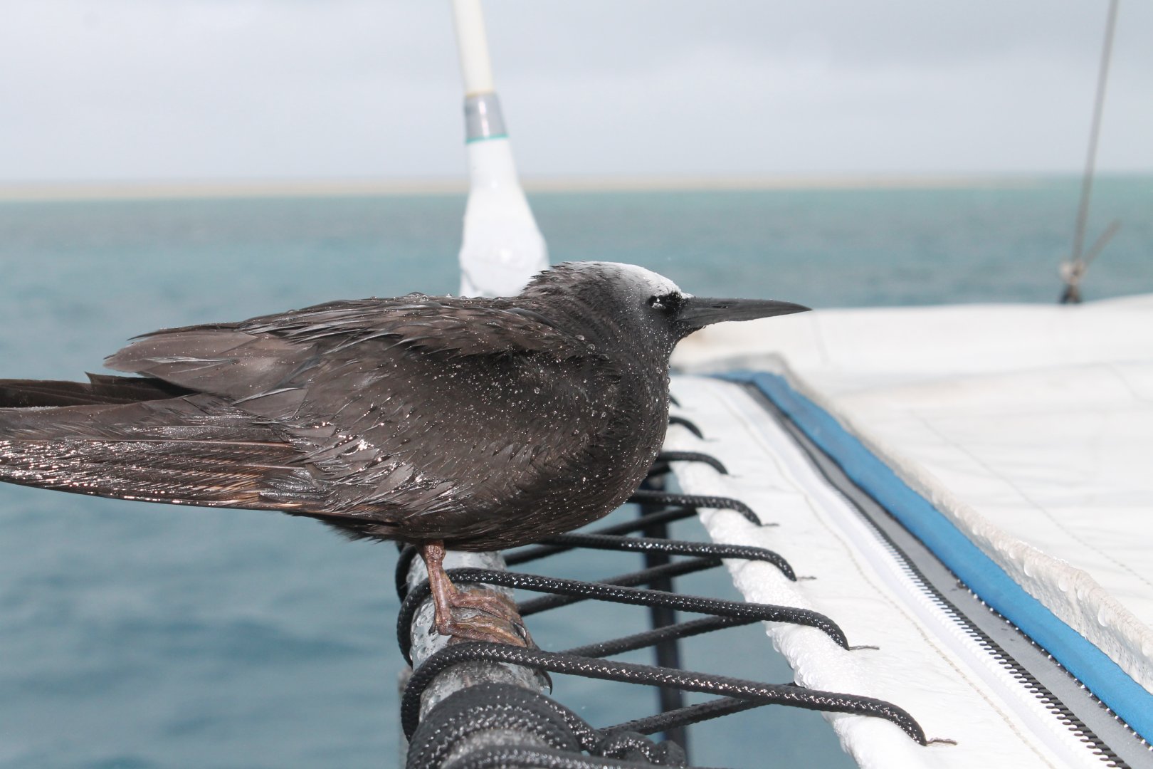 Black Noddy (Anous minutus)