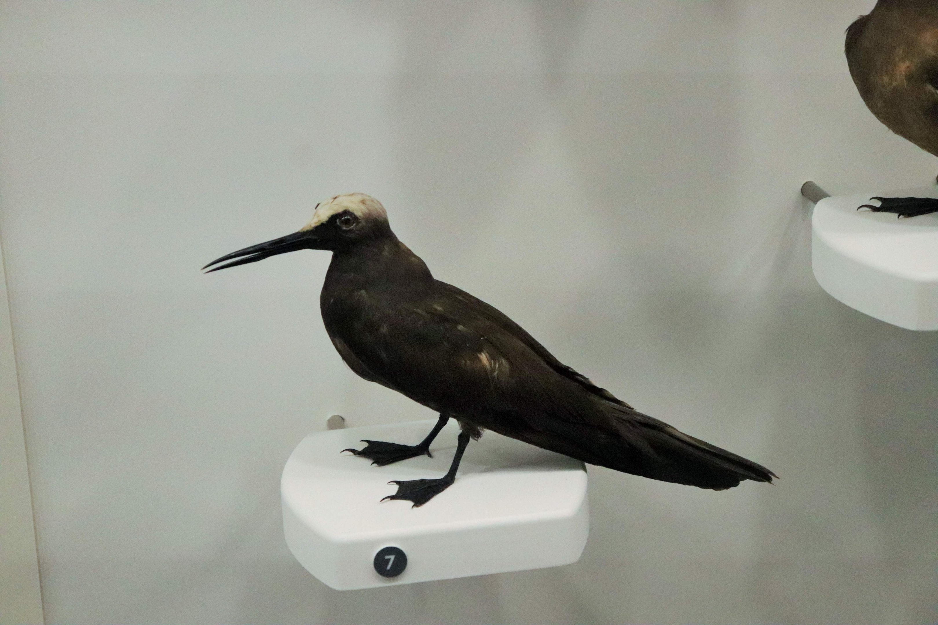 Black Noddy (Anous minutus)