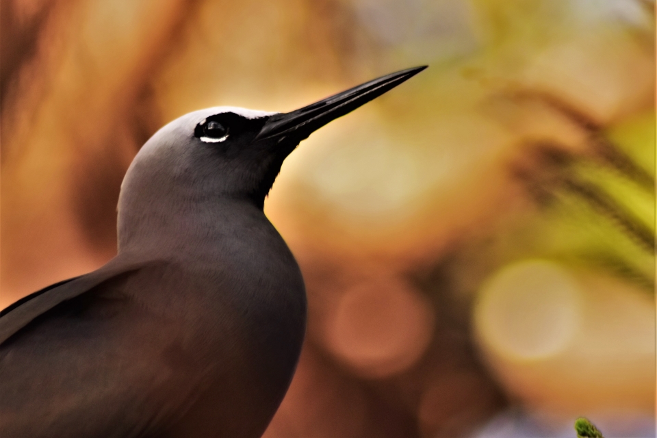 Black Noddy, Anous minutus