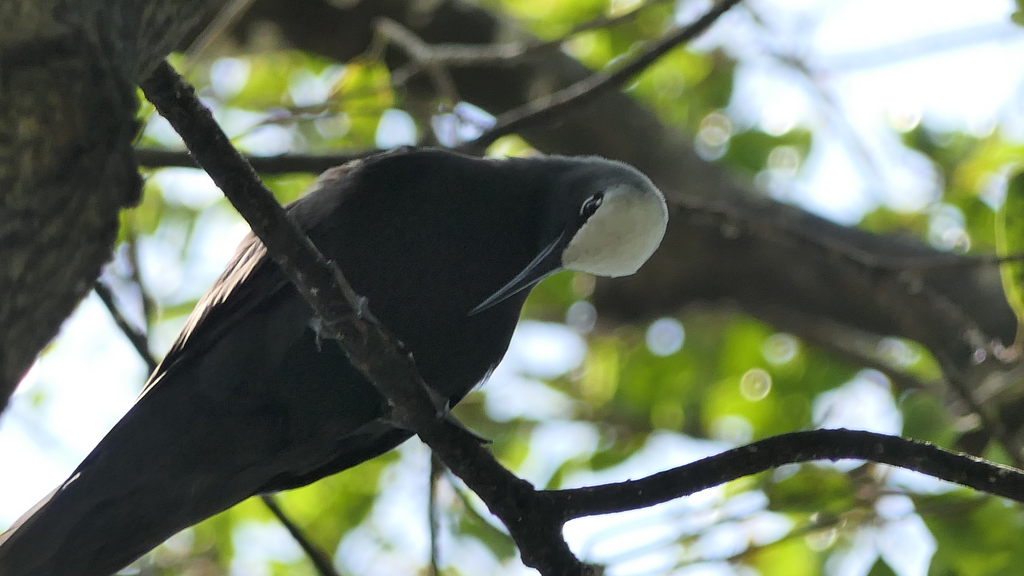 Black Noddy - Green Island
