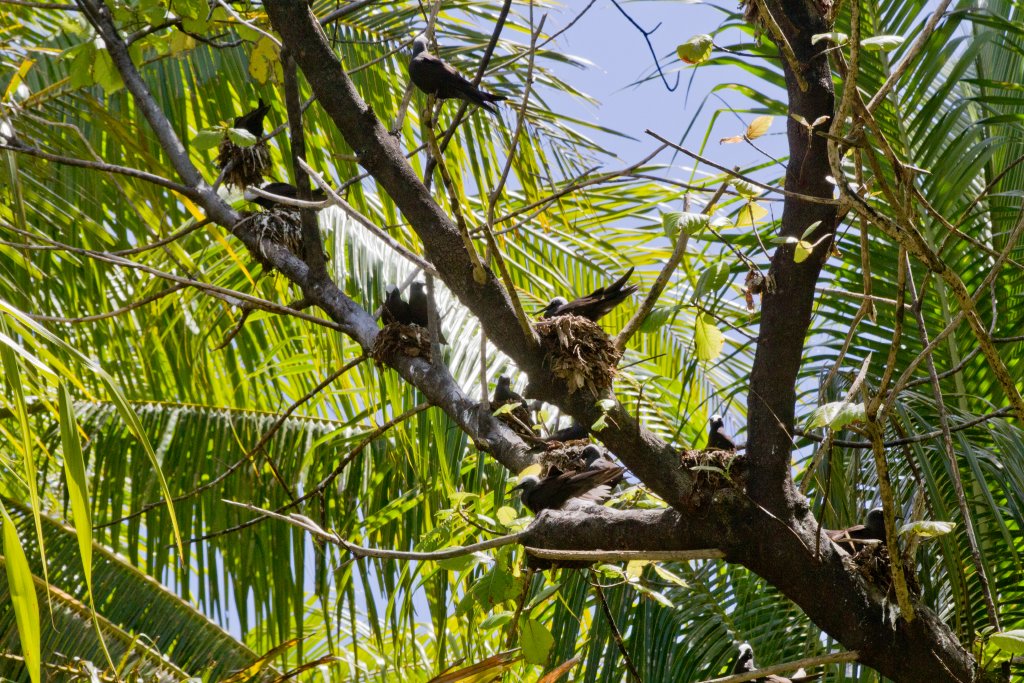 Black Noddy nests (Anous minutus)
