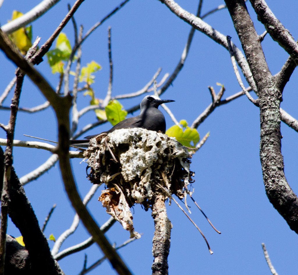 Black Noddy on nest (Anous minutus)