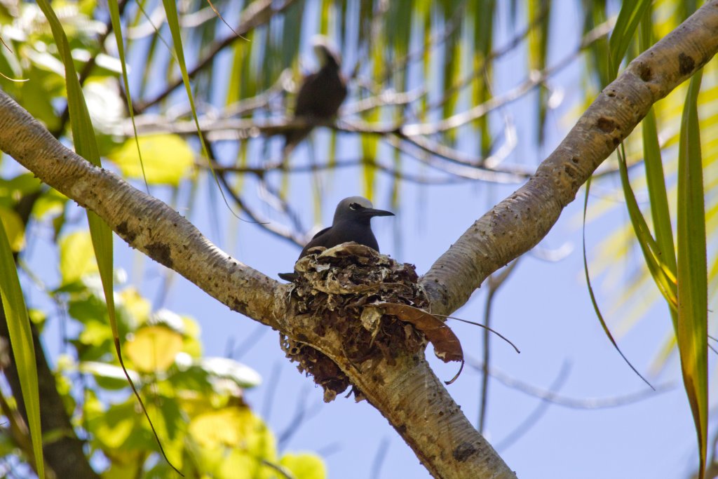 Black Noddy on nest (Anous minutus)
