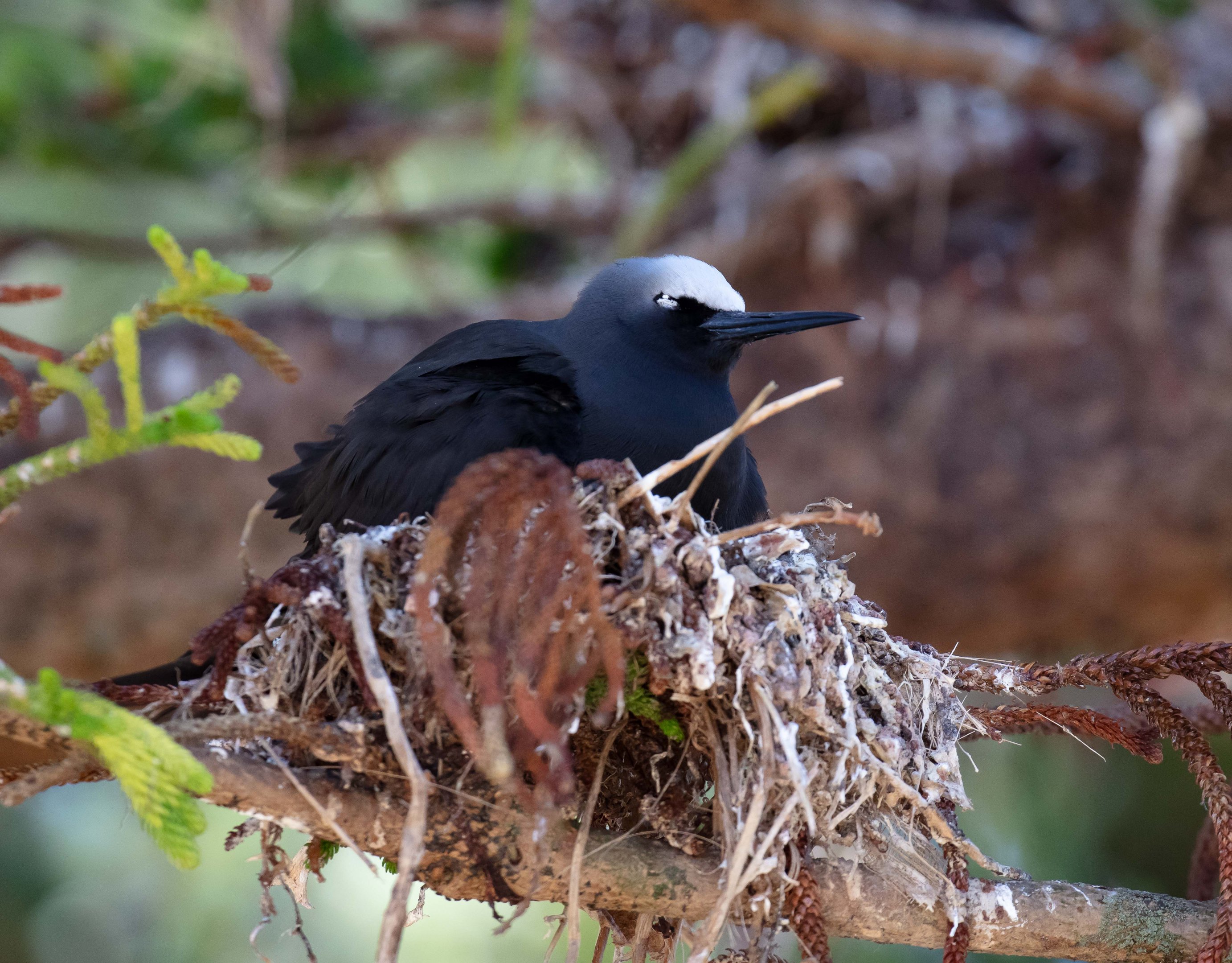 Black Noddy