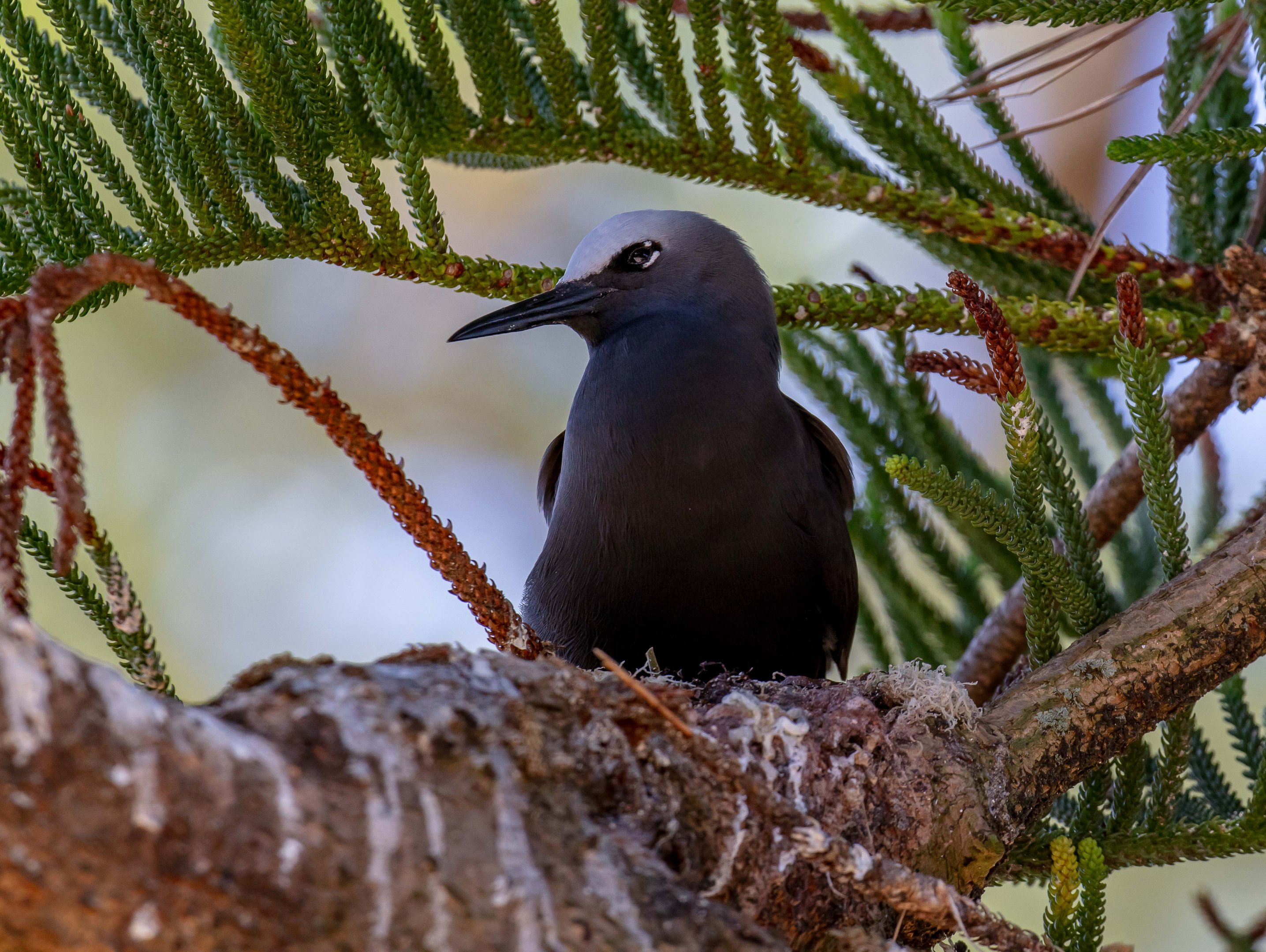 Black Noddy