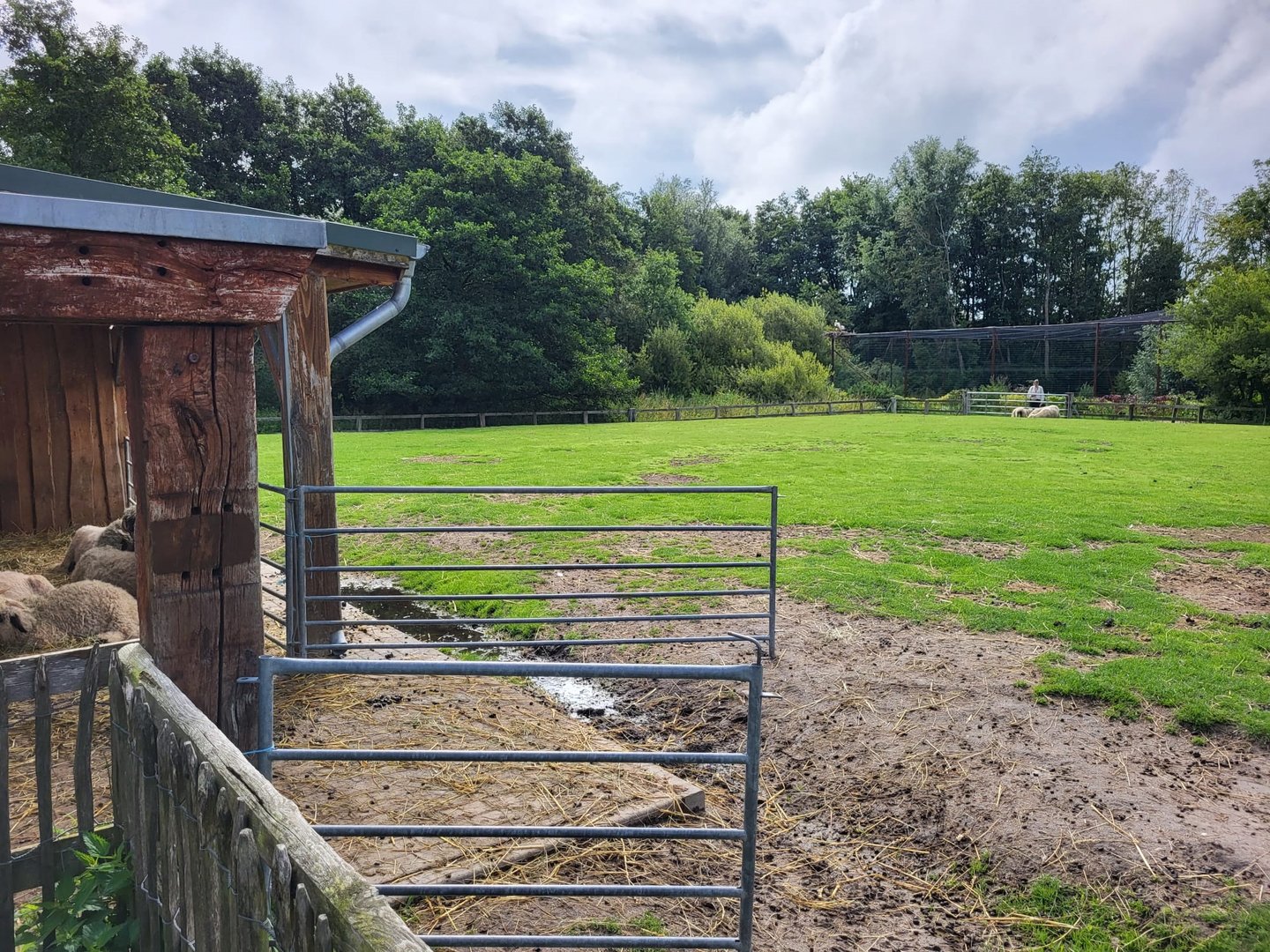 Black-nosed sheep enclosure