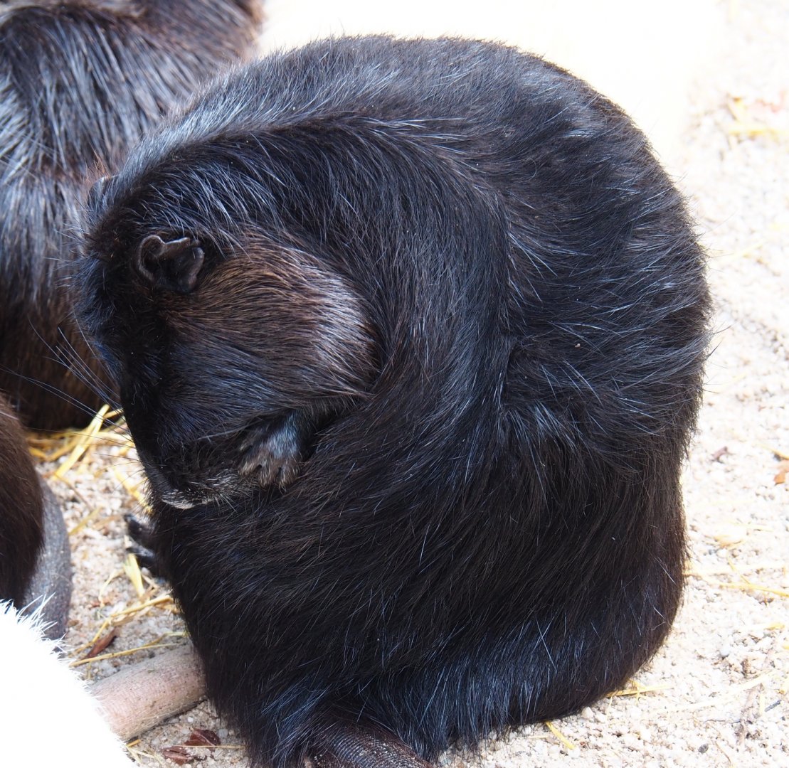 Black nutria (Myocastor coypus), 2019-04-06
