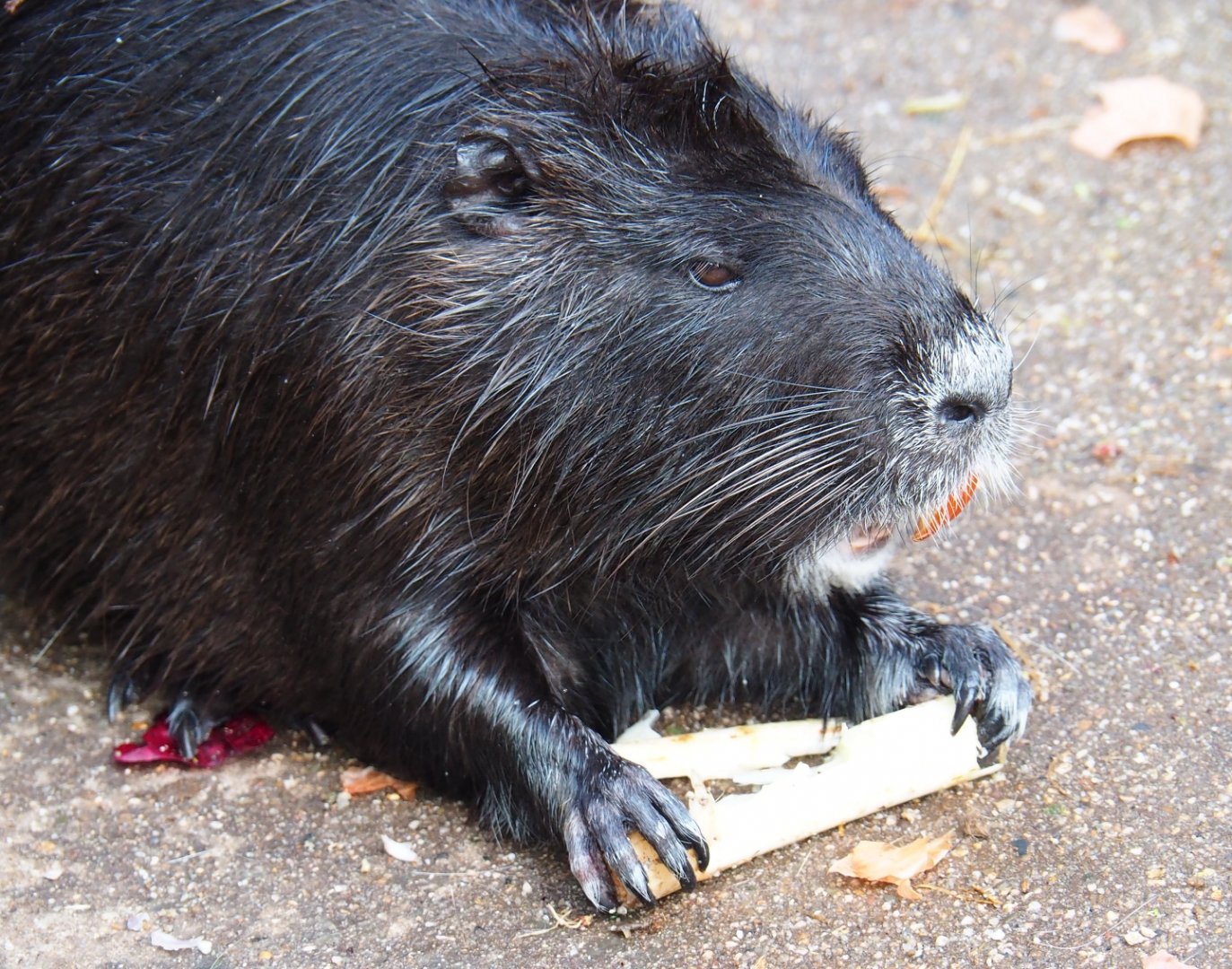 Black nutria (Myocastor coypus) chewing on a stick, 2019-04-06