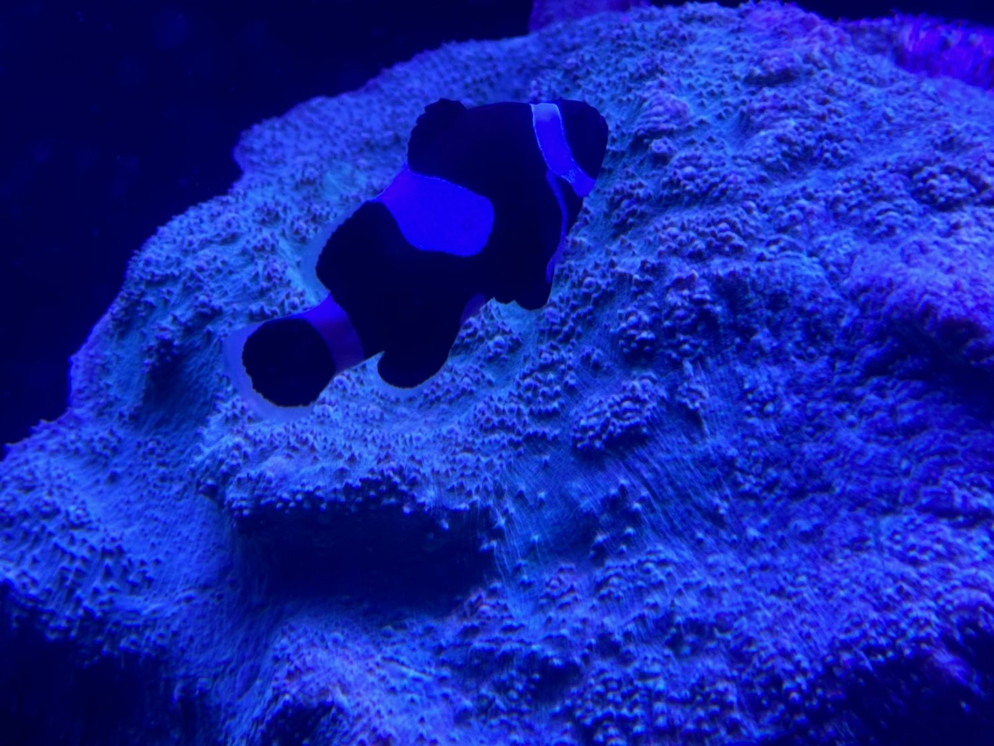 Black ocellaris clownfish (Amphiprion ocellaris)