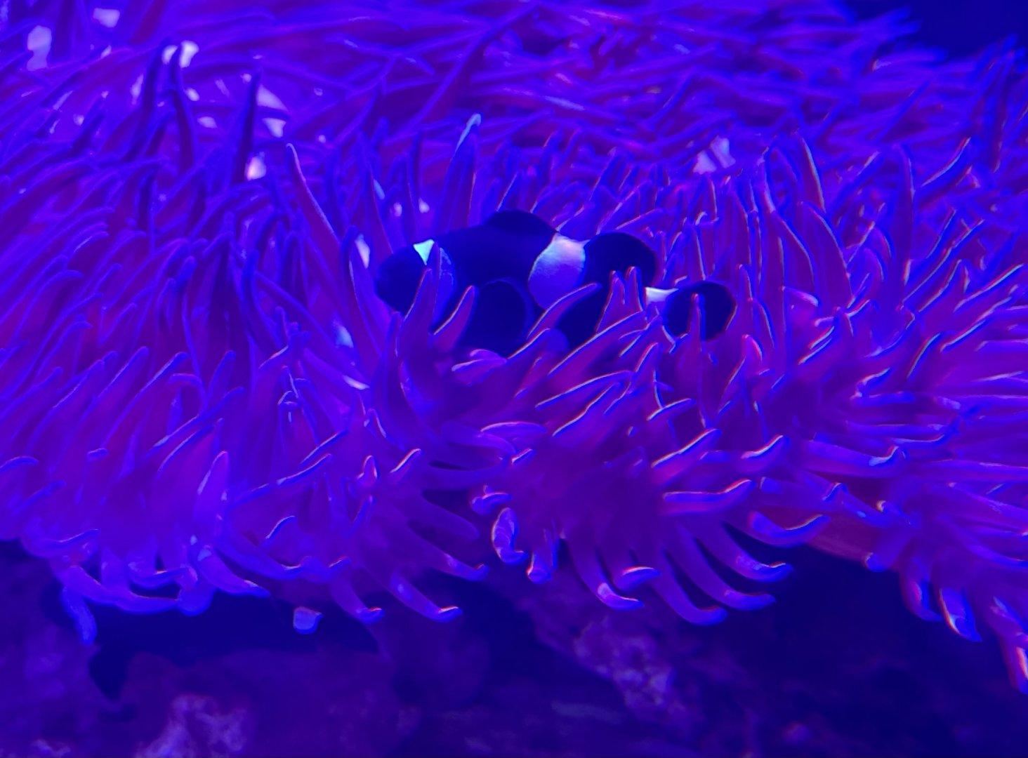 Black ocellaris clownfish (Amphiprion ocellaris)