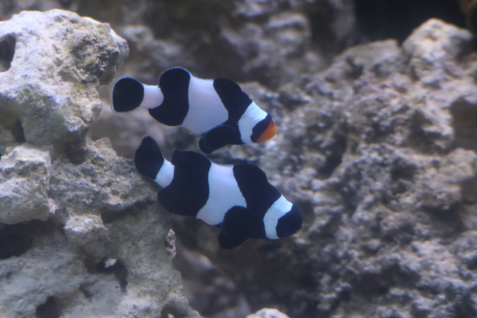 Black ocellaris clownfish