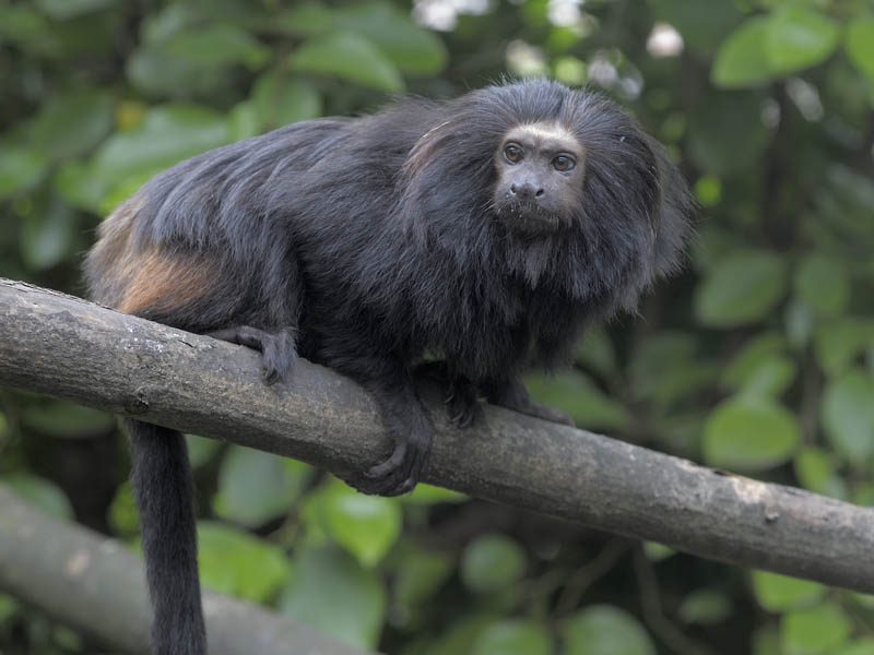 Black or golden-rumped lion tamarin