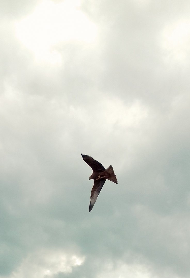 Black or yellow billed kite 290525