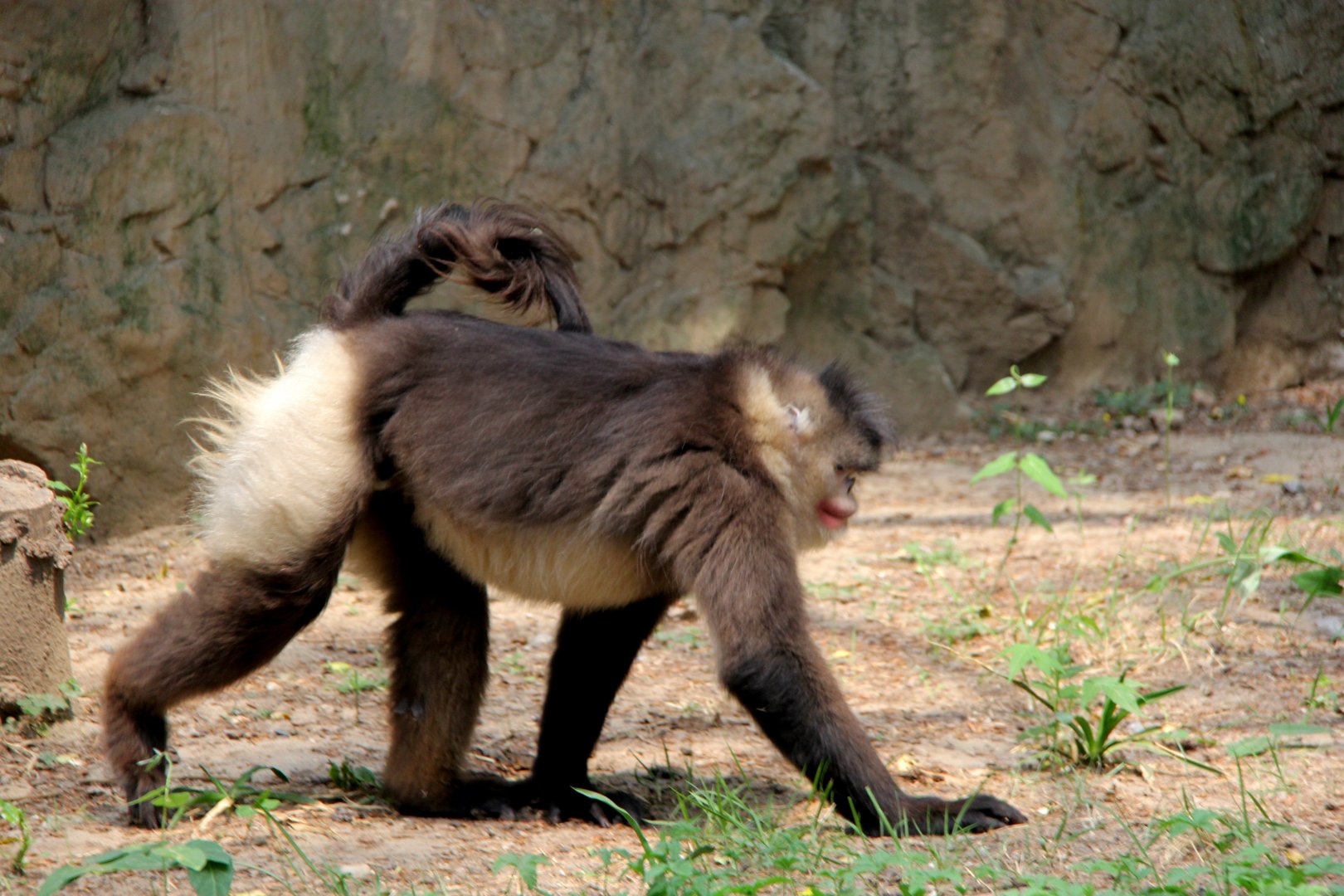 black or Yunnan snub-nosed monkey (Rhinopithecus bieti)