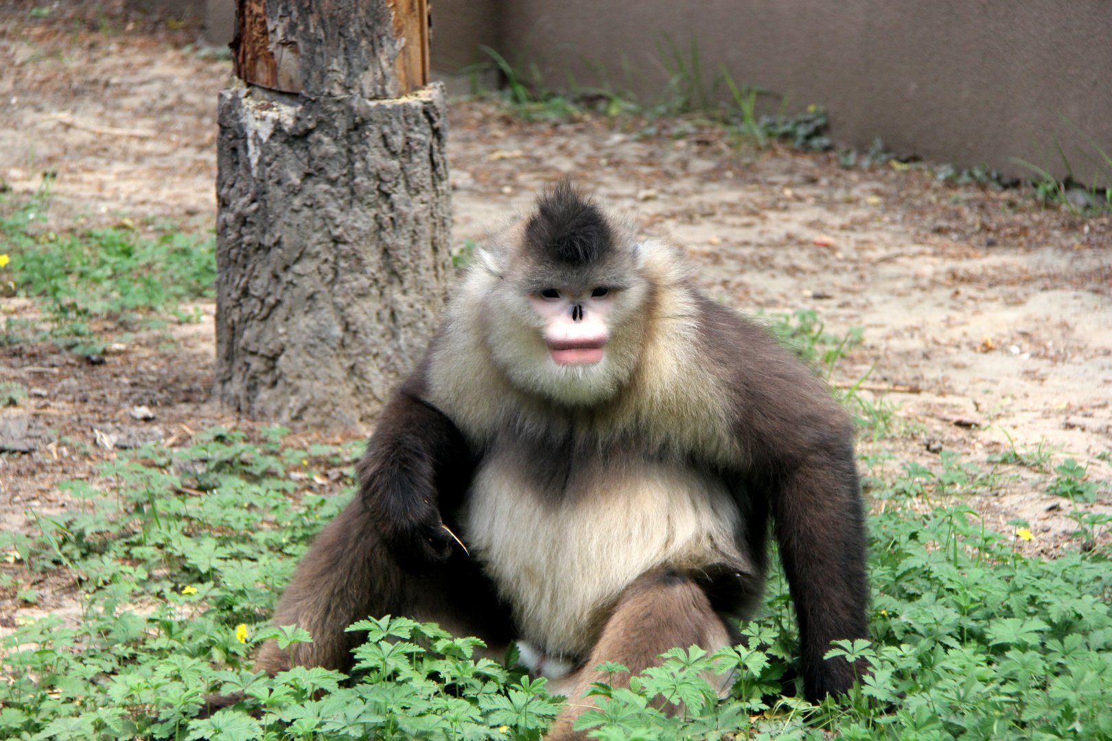 black or Yunnan snub-nosed monkey (Rhinopithecus bieti)