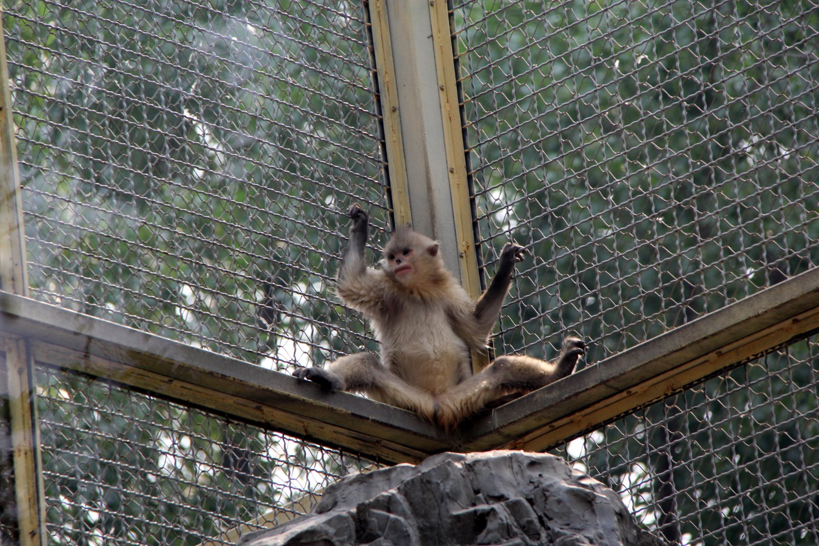 black or Yunnan snub-nosed monkey (Rhinopithecus bieti)