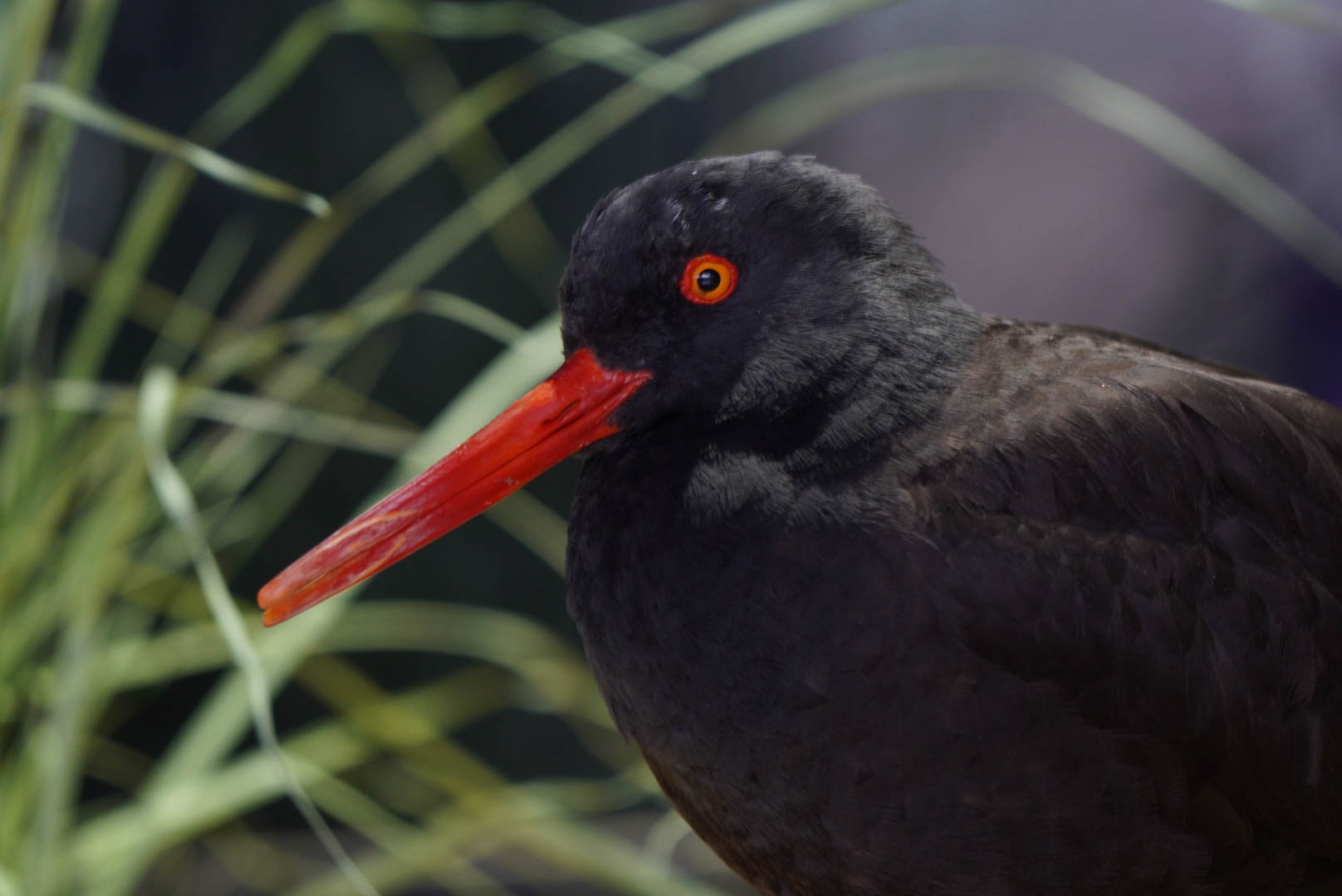 Black Oyster Catcher // Sandy Shores Aviary