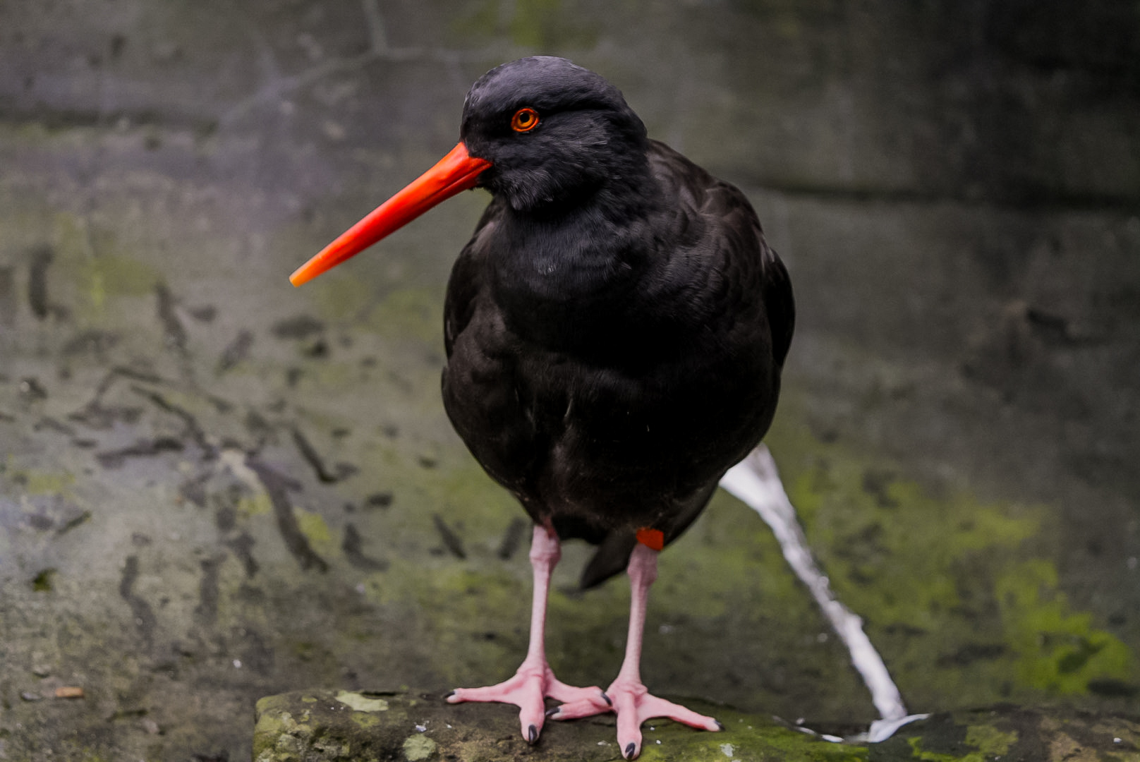 Black Oyster Catcher