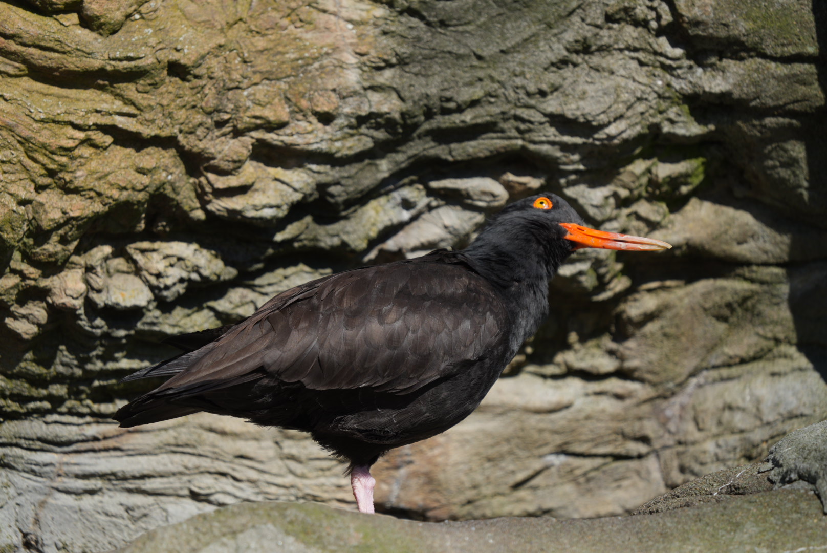 Black Oyster Catcher