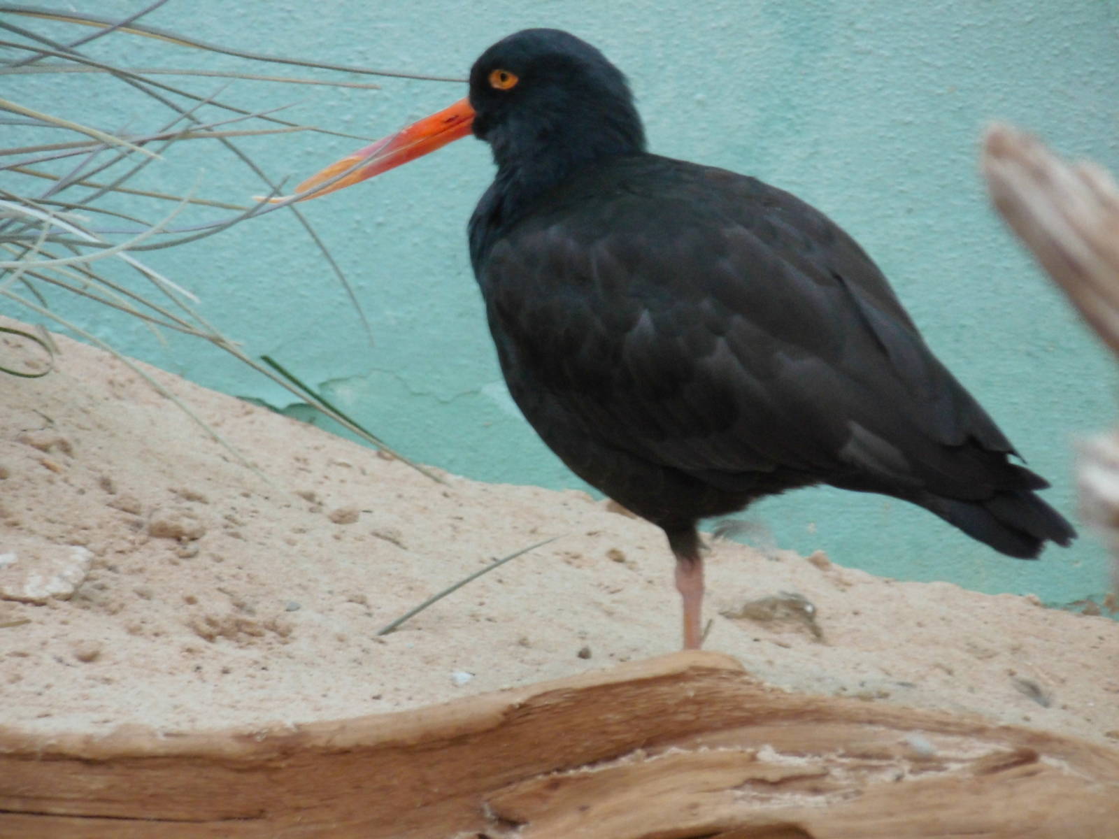 Black Oystercatcher at Bronx zoo 2014-12-27